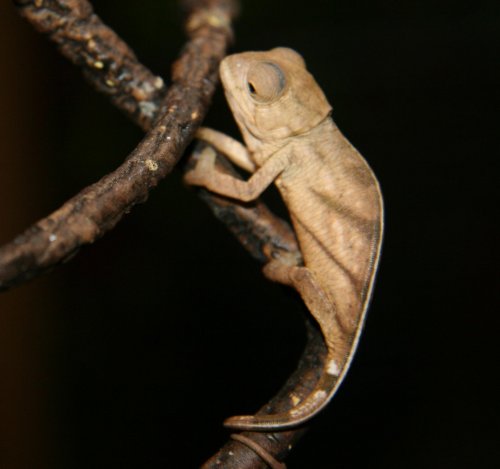 Parsonii baby pic 5 004.jpg