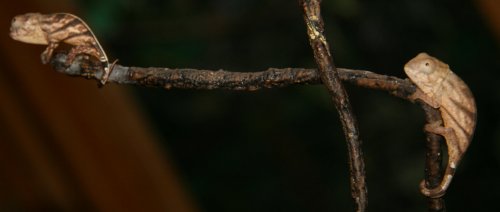 Parsonii baby pic 5 006.jpg