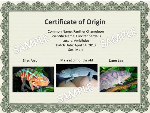 Chameleon Certificate Sample 1.jpg