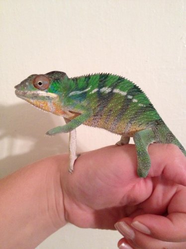 baby cham 1.jpg baby cham 1.jpg