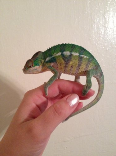 baby cham 2.jpg baby cham 2.jpg