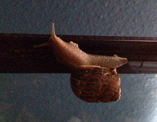 snail today.jpg