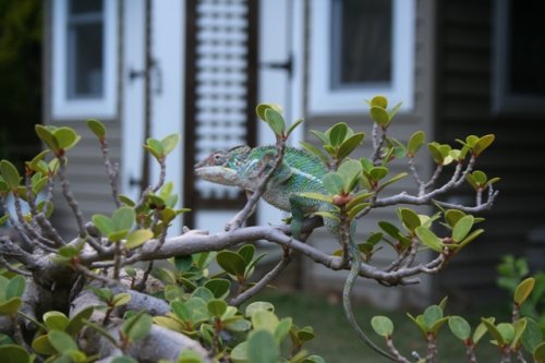 Sir Georgew and Bonsai.jpg