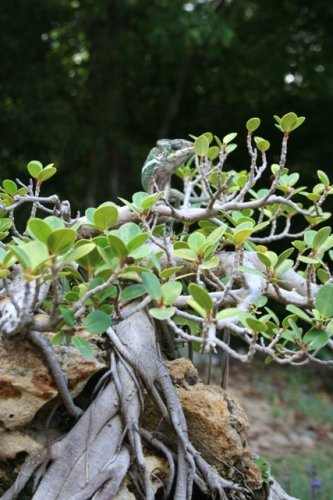 King of the Mountain 2.jpg