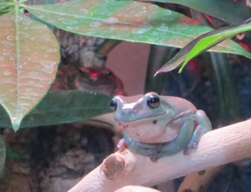 frogs_1.jpg