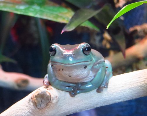 Frogs_2.jpg Frogs_2.jpg