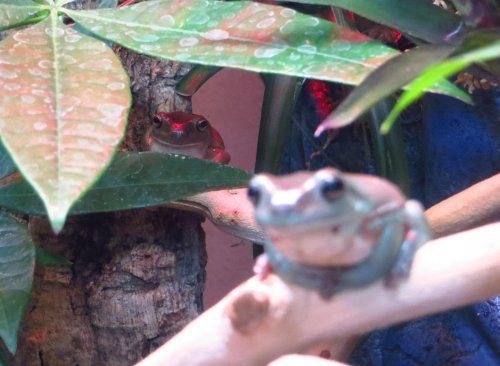 Frogs_3.jpg Frogs_3.jpg
