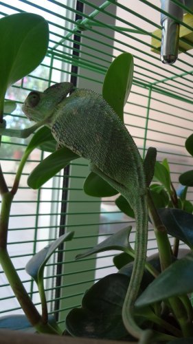 Champs my Chameleon.jpg