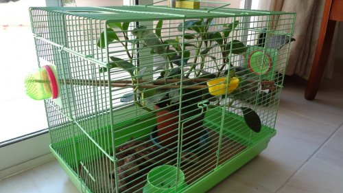 Chams's Cage.jpg
