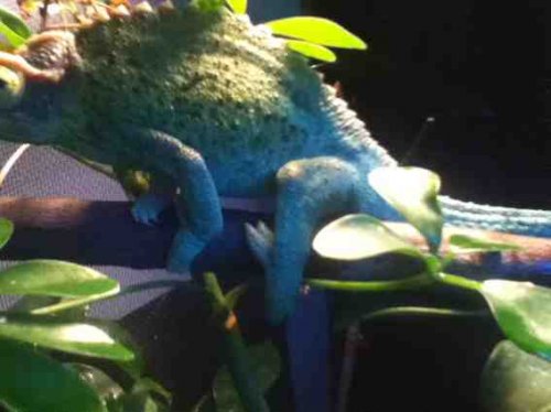 ImageUploadedByTapatalk 21375639550.937604.jpg