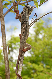 200px-Furcifer_Oustaleti_Ambalavao_Madagascar.jpg