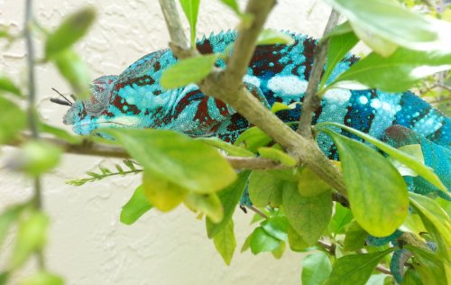 Blue Tiger 8-8-2.jpg