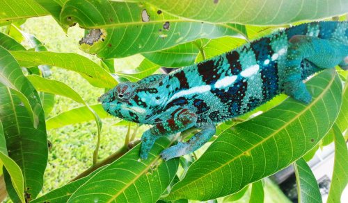 Blue Tiger 8-8-4.jpg