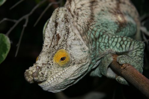 aug 9 2013 chams 003.jpg