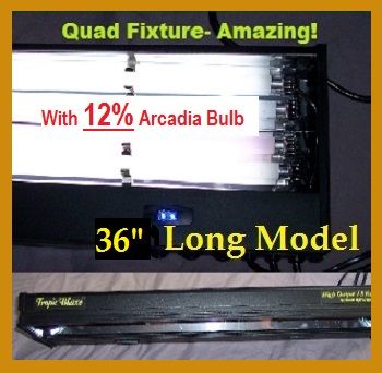 quad 36 12.jpg