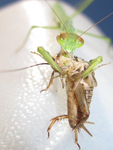 mantis 010.jpg