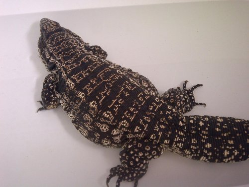 New Forest-20130807-00284.jpg