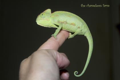 Image 2013-08-02.jpg