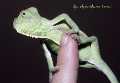 Image 2013-08-02 1.jpg