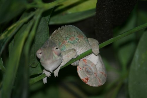 Nimh - 8-14-2013.jpg