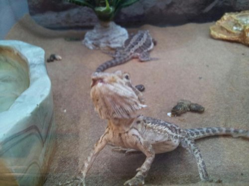 Bearded Dragon.jpg