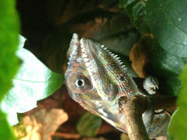 chameleon issues.jpg