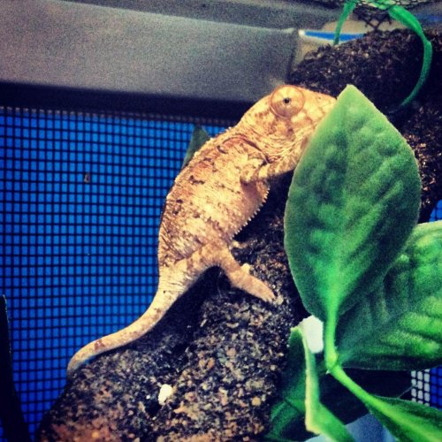 1 chammy 7.29.13.jpg