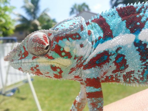 Blue Tiger 8-18-1.jpg