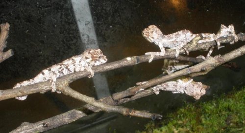 Werneri neonates 08-25-13a.jpg