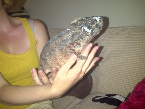 New Forest-20130713-00044.jpg