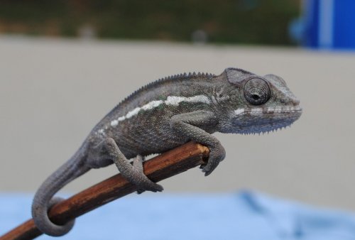 DSC_0059.jpg