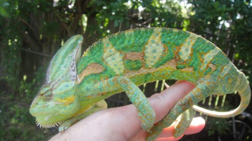 veiled breeders (4).jpg