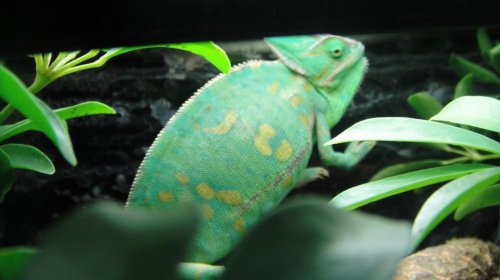 veiled breeders (1).jpg