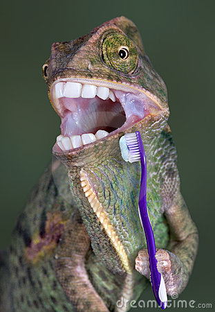 chameleon-brushing-teeth-4783076.jpg