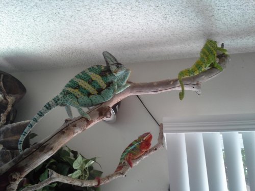 Osama causing trouble with two other chameleons.jpg