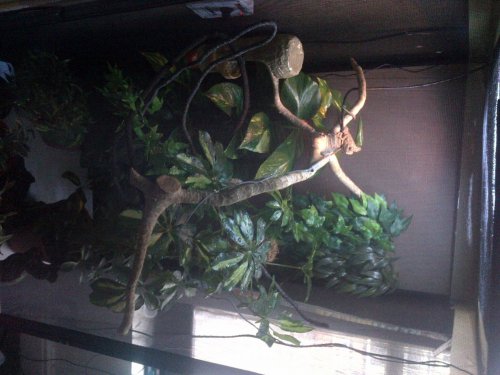 close up on cage.jpg