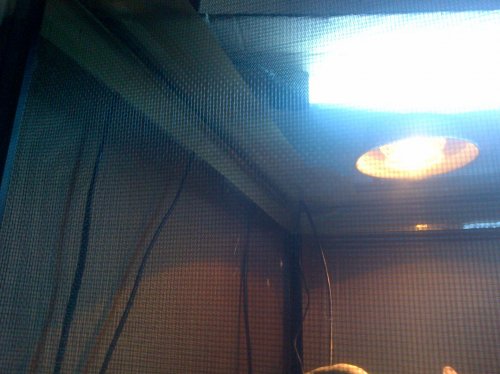 coner of cage.jpg