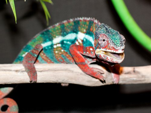 cham3-small.jpg