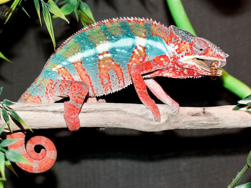 cham4-small.jpg