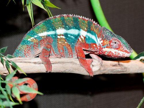 cham6-small.jpg