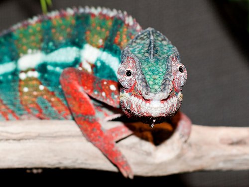 cham8-small.jpg