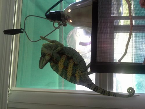 Osama Making Mischief With a Heat Lamp.jpg