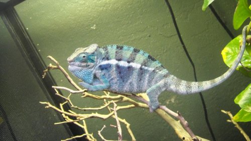 male #2 SCREAMER!! (1).jpg