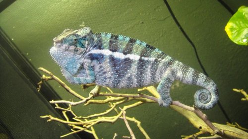 male #2 SCREAMER!! (2).jpg