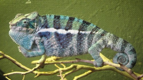 male #2 SCREAMER!! (3).jpg