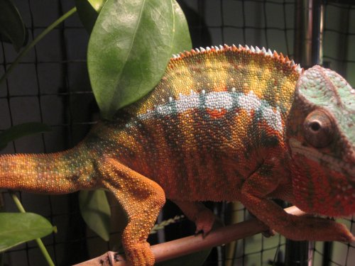 New Reptile Photos 3 (New Abilobe) 041.jpg