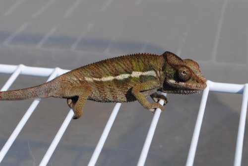 DSC_0117.jpg