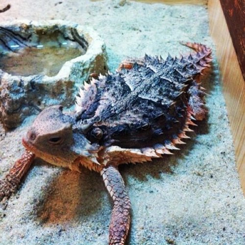 horned lizard.jpg