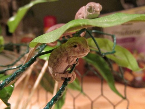 Umbrella neonates.jpg