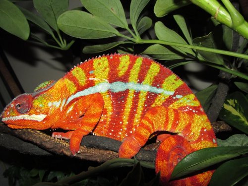 Radigast Sept 2013.jpg